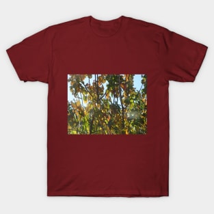 Autumn leaves - 1 T-Shirt